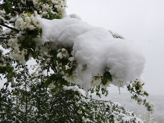 A snowdrift of icy snow on a branch of a flowering garden tree with foliage against a cloudy, faded sky, a close-up of a branch with white flowers and green leaves under a cap of snow in spring