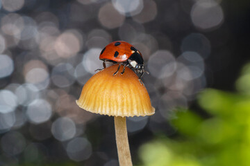 Red Ladybug On Yellow Mushroom Shaped Cap In Nature