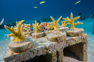 Young Staghorn Coral from an underwater nursery for relocation to a damaged reef site off Key Largo, Florida Keys