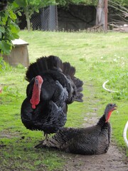 A pair of male turkeys of different sexes during the mating process on a green lawn in a village or on a farm, a family of bronze domestic turkeys during courtship in springtime