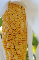 Close-up of corn cob grains in the field. Healthy eating. Growing organic products.