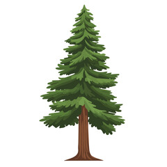 Sequoia Tree, modern 2D flat vector illustration in icon style, isolated on pure white background.