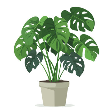 2D flat vector illustration of Swiss Cheese Plant, clean and minimal icon style, isolated on white background.