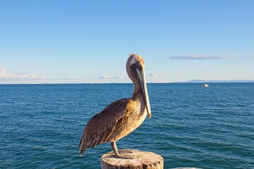 pelican on the pier