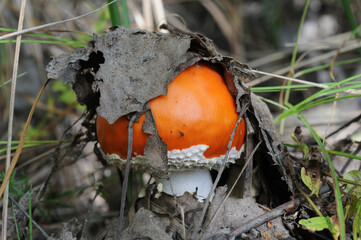 Red mushroom covered with leaves grows in the forest. Amanita muscaria in the forest.