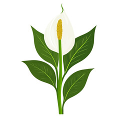 Minimal 2D vector illustration of Peace Lily in flat icon style on a plain white background.