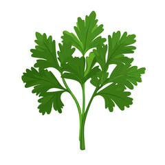 2D flat vector illustration of Parsley, clean and minimal icon style, isolated on white background.