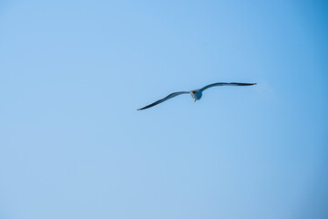 Seagull soaring in blue sky above open sea.
