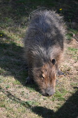 Close-up of a capybara grazing on grass in sunlight