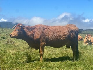 Vache Bourg Murat, la Réunion © Nicolas