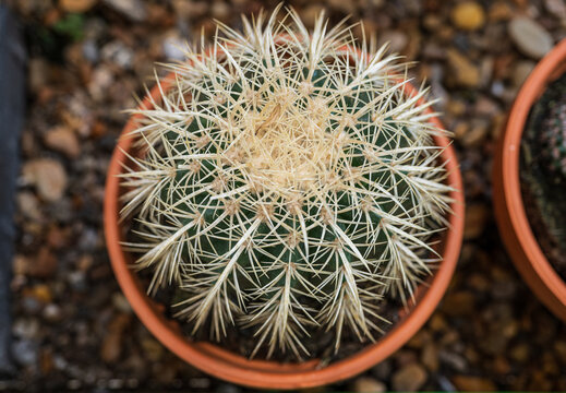 Round golden barrel cactus with dense spines.