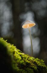 Delicate Mushroom Rises From Moss in Quiet Forest, Capturing a Surreal, Minuscule Beauty