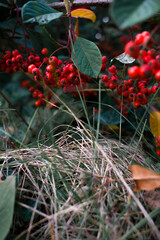 A close-up of red berries on dark green foliage. Soft daylight highlights the vivid color contrast, creating a fresh and natural autumn composition.