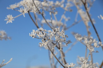 Beautiful frosty winter landscape with blue sky.