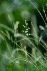 Small details of nature. Flowers and herbs. Cantabria. Spain. Europe