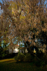 A close-up of dry maple samaras hanging from branches against a bright, soft sky. Warm brown tones and gentle light highlight their delicate texture and late-autumn mood.