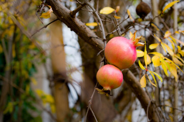 A close-up of two unripe pink pomegranates hanging on thorny branches, surrounded by golden autumn leaves. Soft bokeh highlights their gentle color and warm seasonal mood.