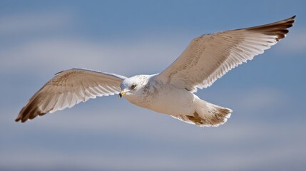 A graceful seagull soars through the sky wings fully extended and eyes focused ahead.