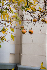 A close-up of two unripe pink pomegranates hanging on thorny branches, surrounded by golden autumn leaves. Soft bokeh highlights their gentle color and warm seasonal mood.