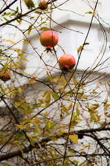 A close-up of two unripe pink pomegranates hanging on thorny branches, surrounded by golden autumn leaves. Soft bokeh highlights their gentle color and warm seasonal mood.