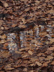 Puddle and Dry Maple Leaves on Forest Ground – Vertical Close-Up