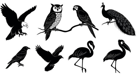 Black silhouette illustrations of various birds including an eagle, owl, parrot, peacock, crow, flamingo, and stork displayed in different poses.
