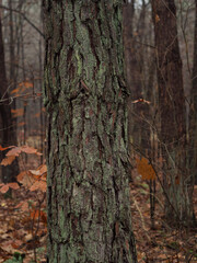 Maple Tree Trunk in November Forest, Vertical Close-Up