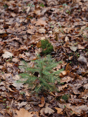 Tiny Fir Tree and Fern Among Fallen Leaves – Rainy November Forest, Vertical Close-Up