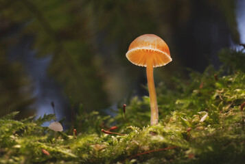 Delicate Orange Mushroom Standing on a Mossy Forest Floor in a Quiet Woodland Scene