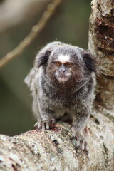 Marmoset