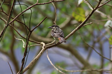 Streaked Flycatcher