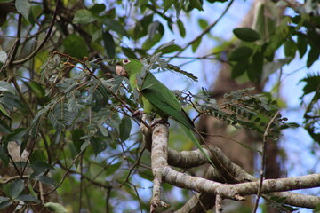 White-eyed Parakeet