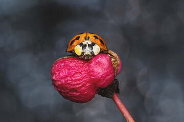 An Orange Ladybug On A Bright Pink Seed Pod In Nature