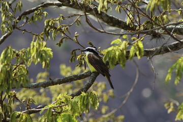 Great Kiskadee