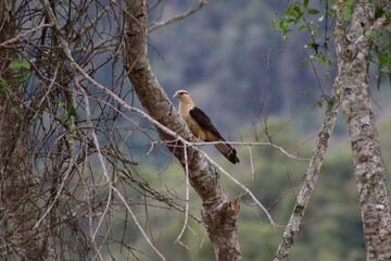 Yellow-headed Caracara