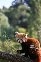 Fototapeta premium red panda saying hii