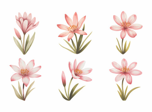 Pink rain lilies with long green leaves. Botanical watercolor rain lily collection in pastel tones.
