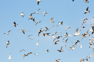Aerial flock dancing against bright daylight, Seagulls spread their wings in coastal breeze scene, Dynamic flight of seagulls under vivid blue sky with scattered clouds