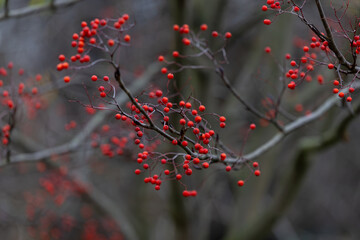 Red berries on bare branches, glossy clusters against blurred gray forest background, cool muted light, delicate texture, late autumn to early winter mood with crisp air suggestion