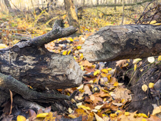 Bobry w lesie, drzewo obgryzione przez bobry, gryzonie, budowniczy, natura, ekosysytem.