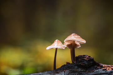 mushrooms in the forest
