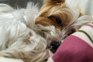 Zbliżenie na małego psa o długiej, puszystej sierści leżącego na łóżku. Zwierzak odpoczywa wśród miękkiej pościeli, z przymkniętym okiem i spokojnym wyrazem pyska.  © PIOTR D