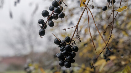 czarne, błyszczące owoce rosnące na gałązkach po deszczu. Na jagodach widoczne są krople wody, a w tle rozmyte, jesienne gałęzie z żółtymi liśćmi. Nastrojowe zdjęcie o miękkim świetle © PIOTR D