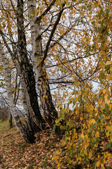 Jesienne brzozy na tle nieba. Brzozy mają charakterystyczną biało-czarną korę i gałęzie uginające się pod ciężarem żółtych, jesiennych liści. Drzewa rosną pod lekkim kątem na trawiastym zboczu