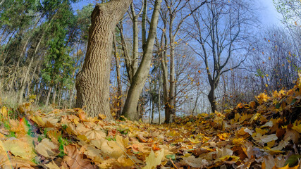 leśna ścieżka gęsto usłana opadłymi, żółtymi i brązowymi liśćmi. Na pierwszym planie widoczne są pnie drzew, a w tle rozciągają się bezlistne gałęzie i zielone iglaste drzewa © PIOTR D
