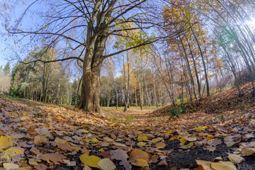 Niska perspektywa jesiennego lasu z dużym drzewem. Centralnym punktem jest duży, stary pień drzewa. W tle rozciągają się bezlistne gałęzie i mieszany las pod jasnym, błękitnym niebem  © PIOTR D