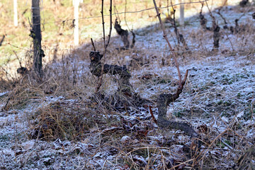 Frost and snow cover the vineyards of Piedmont, Italy, creating a serene winter landscape. The frozen grapevines and white fields reflect the quiet beauty of nature during the cold season.