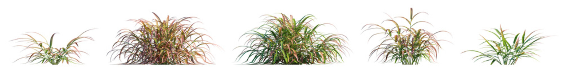 Japanese Forest Grass isolated png on a transparent background premium cutout