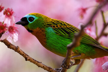 Brassy-breasted Tanager in a Brazilian garden