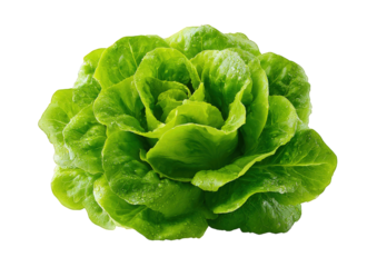 A large green leafy vegetable with a droplet of water on it